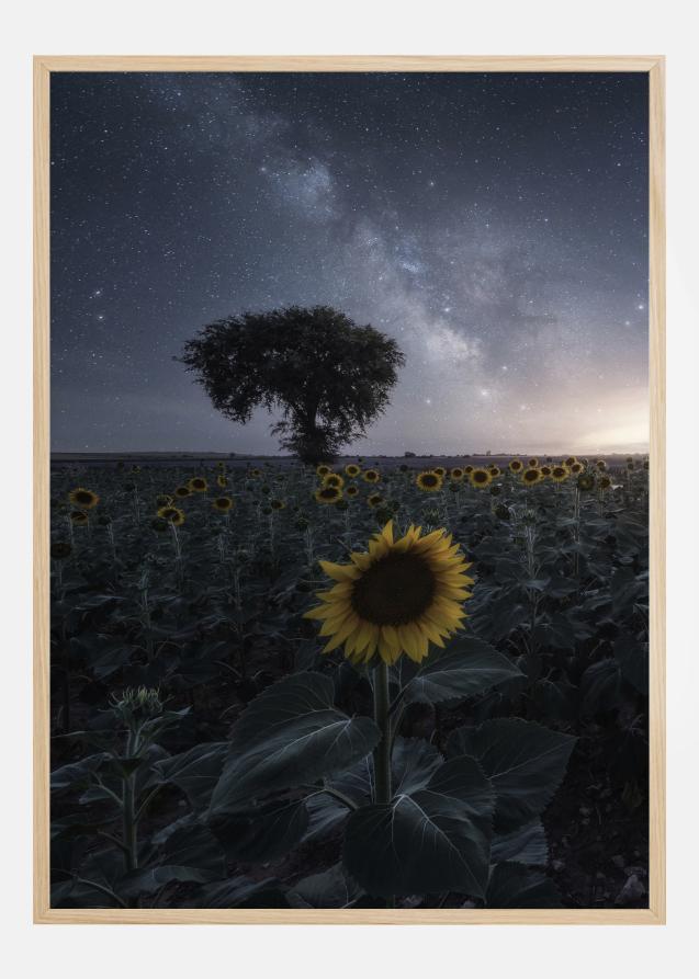 Starsflowers Poster