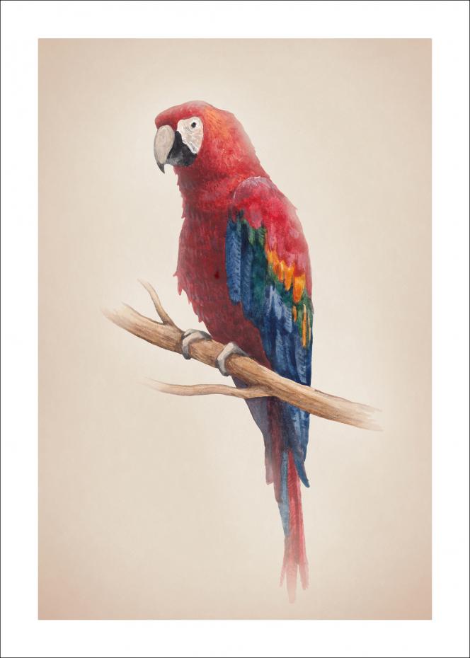 Tropical Parrot Poster