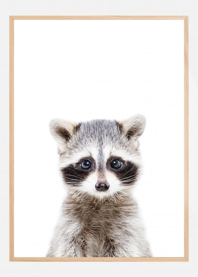 Baby Racoon Poster
