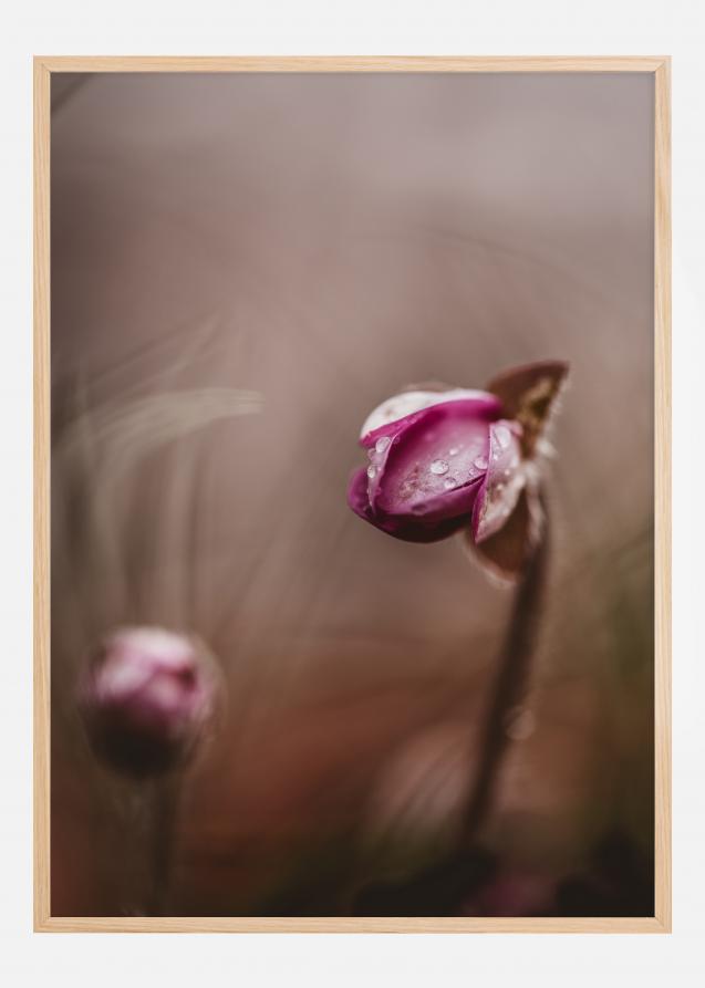 Two flower buds Poster