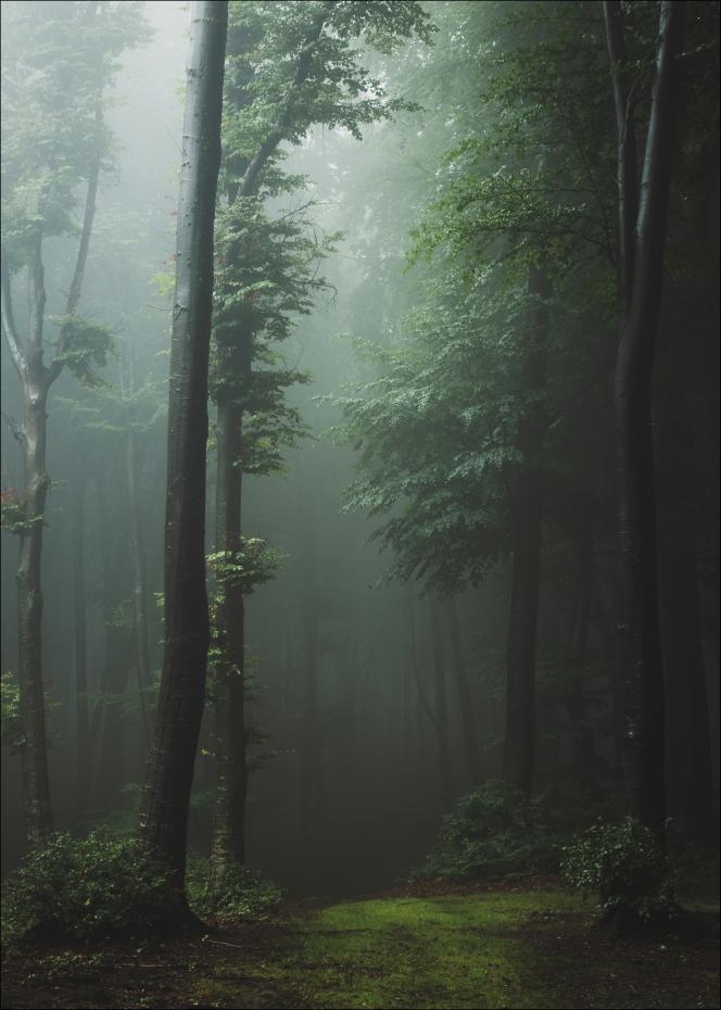 Mysterious forest Poster