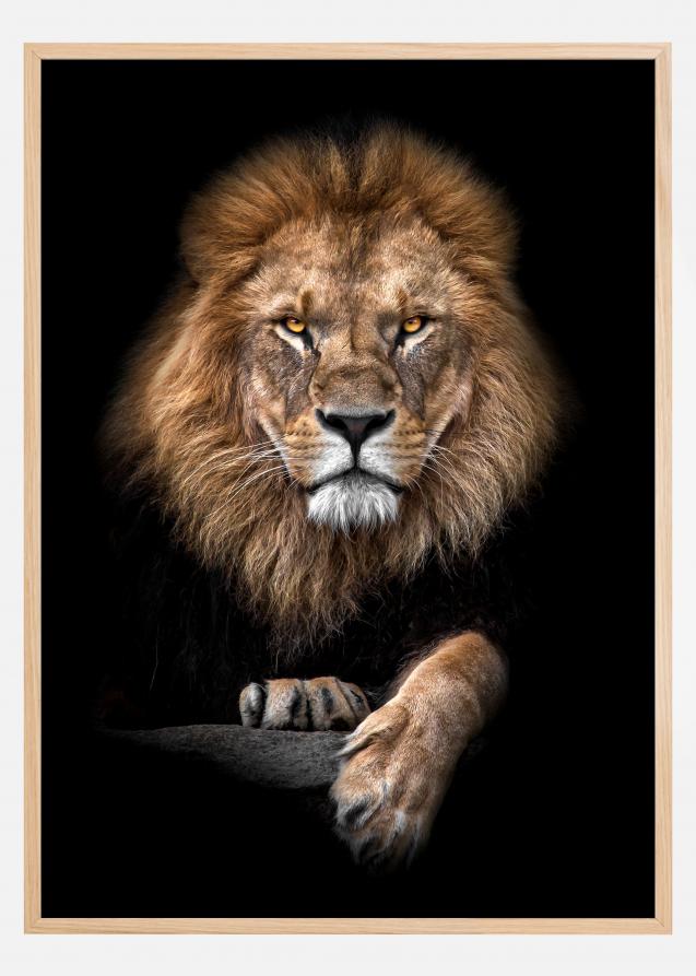 Focused Lion Color Poster