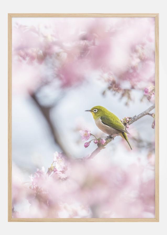 Cherry Blossom color Poster