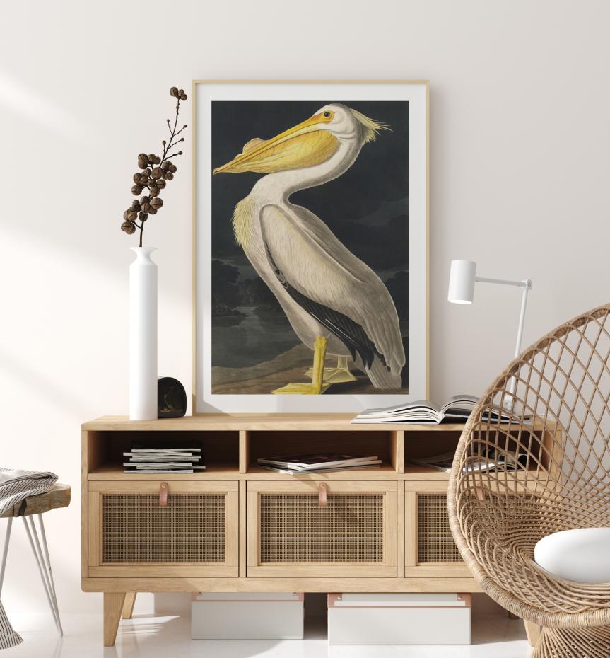 American White Pelican Poster