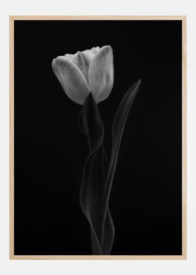 Tulip Poster