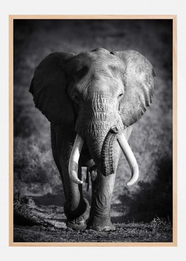 Black and White Elephant Poster