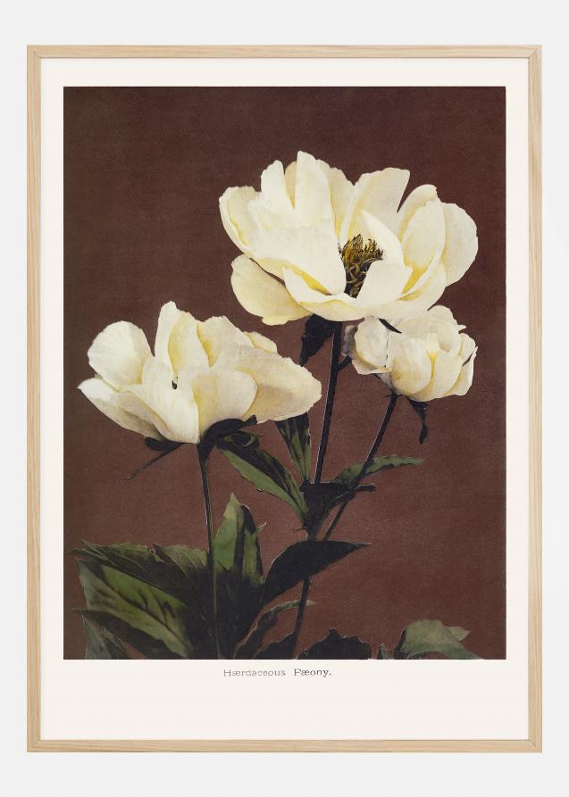 Habrdaceous Peony Poster