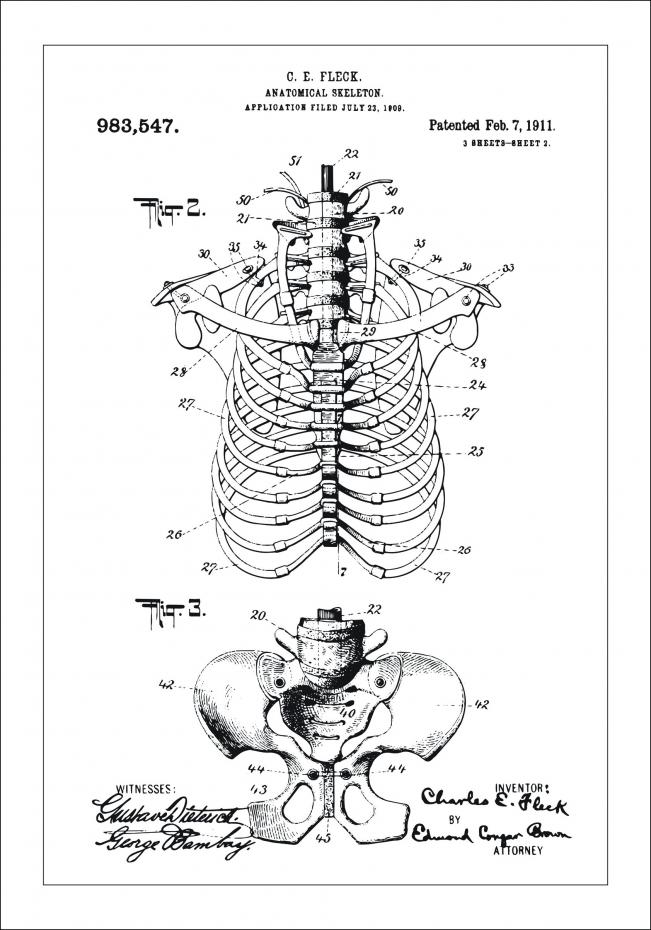 Patentritning - Anatomiskt Skelett II Poster