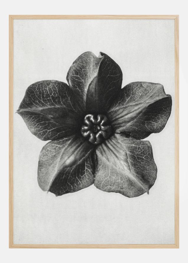 Grey Flower III Poster