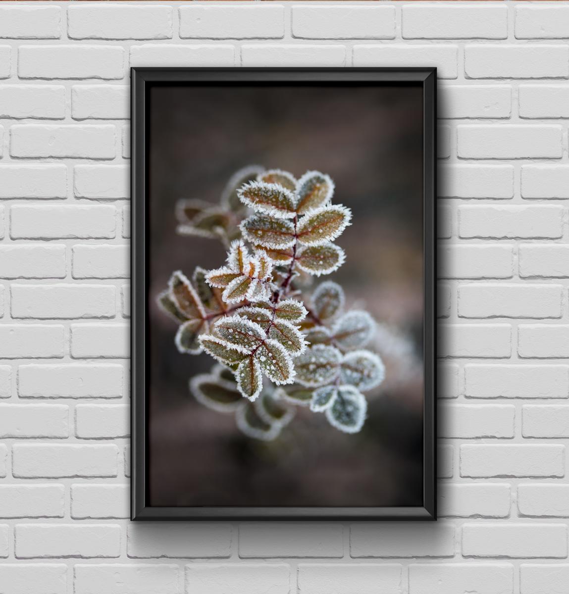 Frosty rose petals Poster