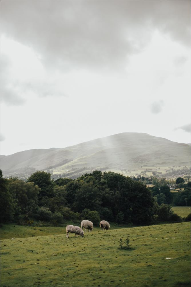 Sheep On A Hill II Poster