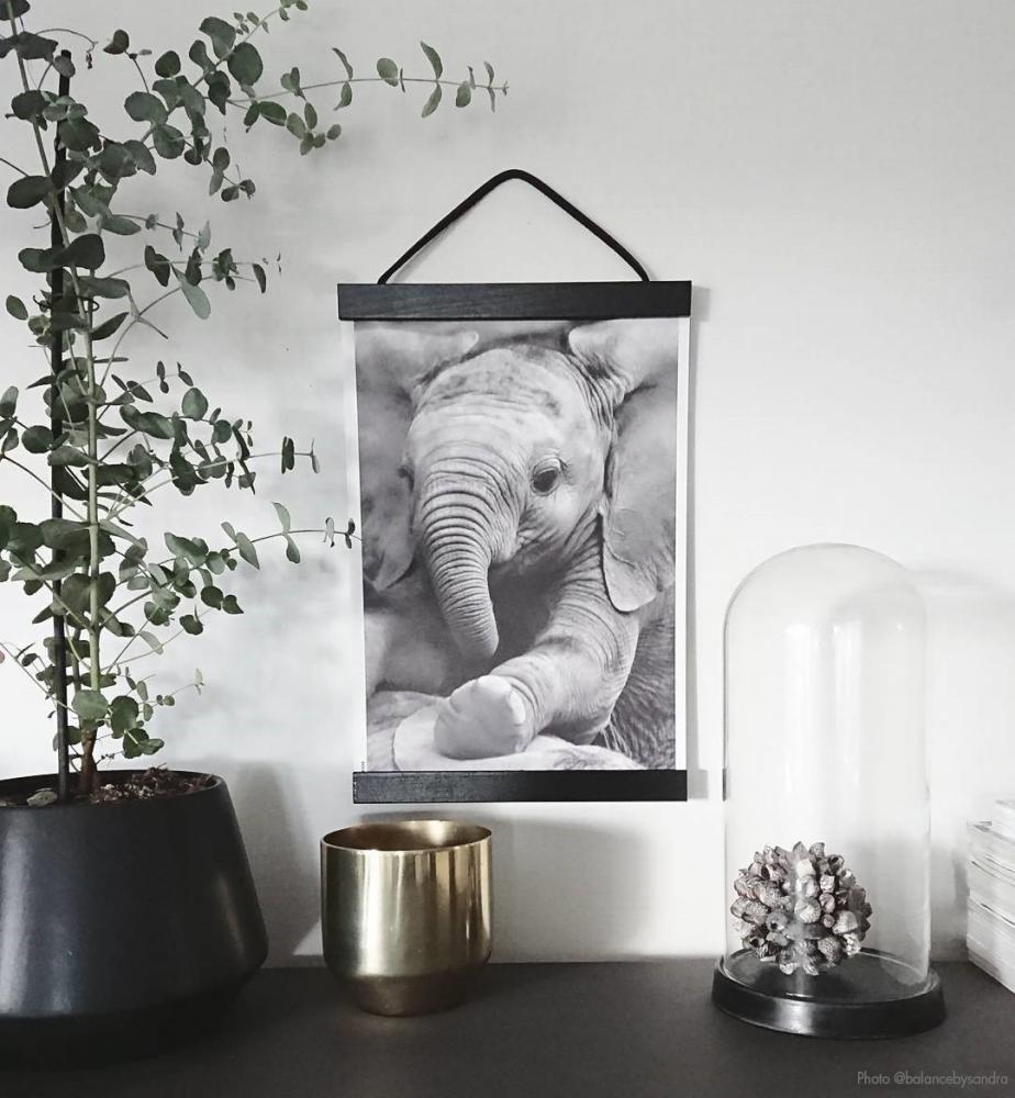 Baby Elephant 50x70 Poster