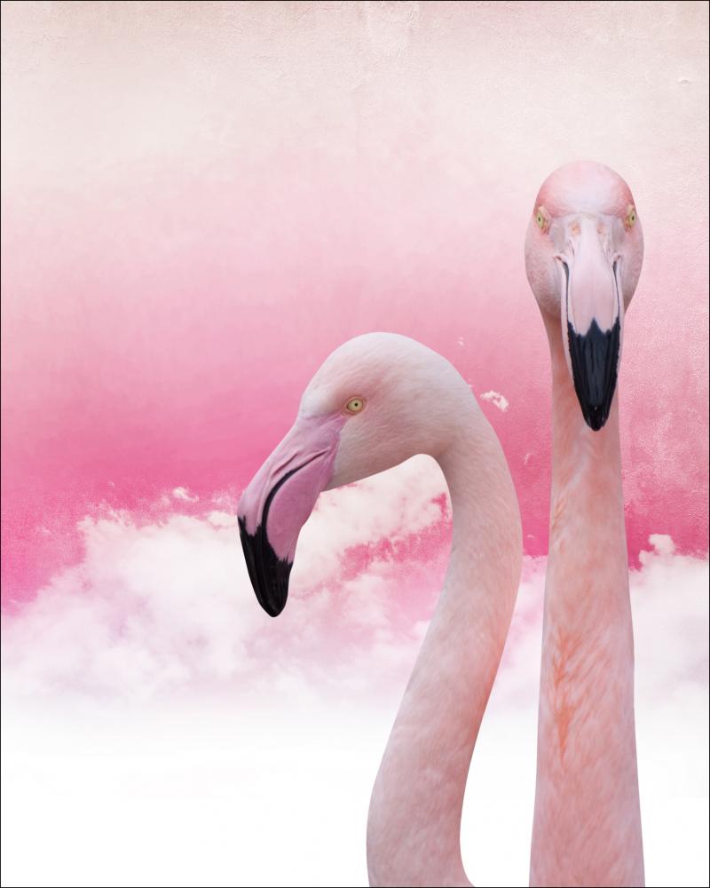 Flamingos 40x50 cm Poster