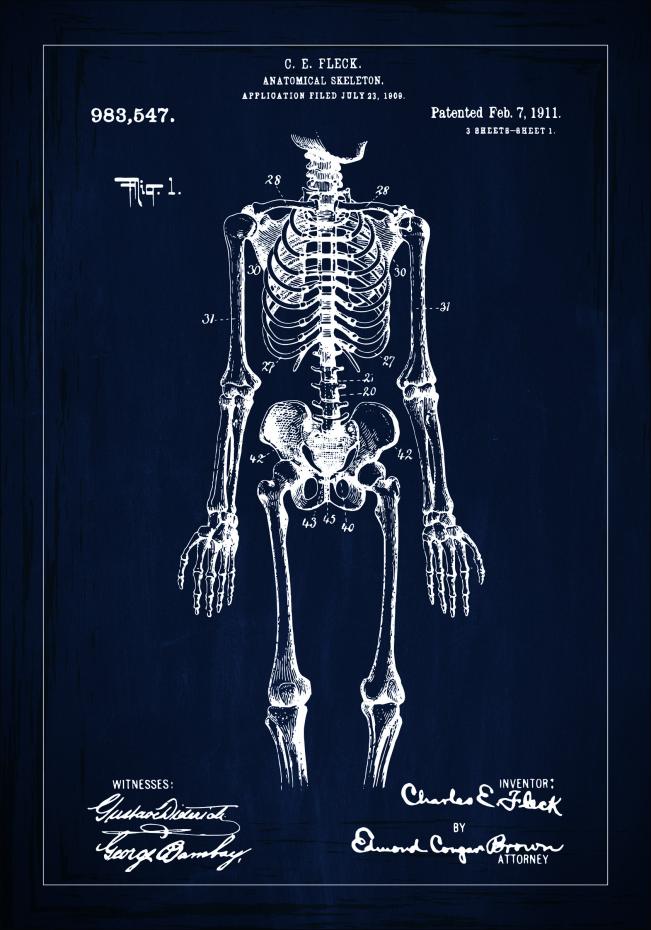 Patentritning - Anatomiskt skelett I - Bl Poster