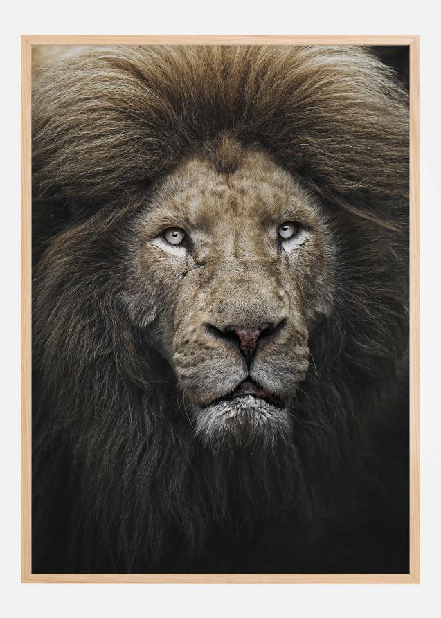 The Lion Stare Poster