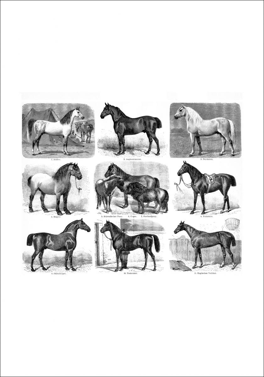 Hästraser Poster