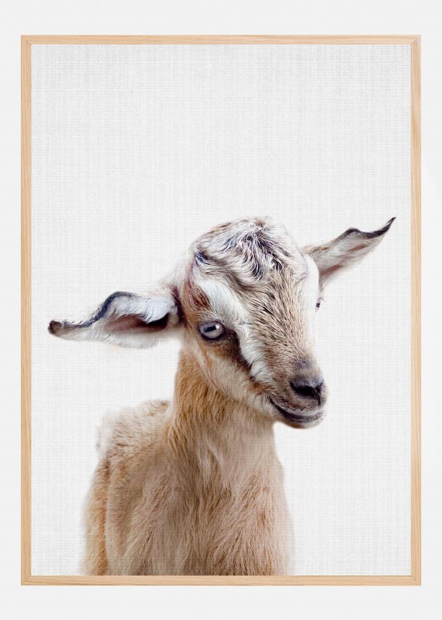 Peekaboo Baby Goat Poster
