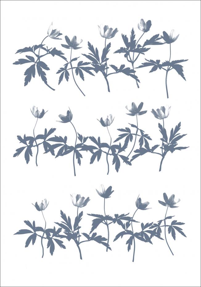 Wood Anemone Poster