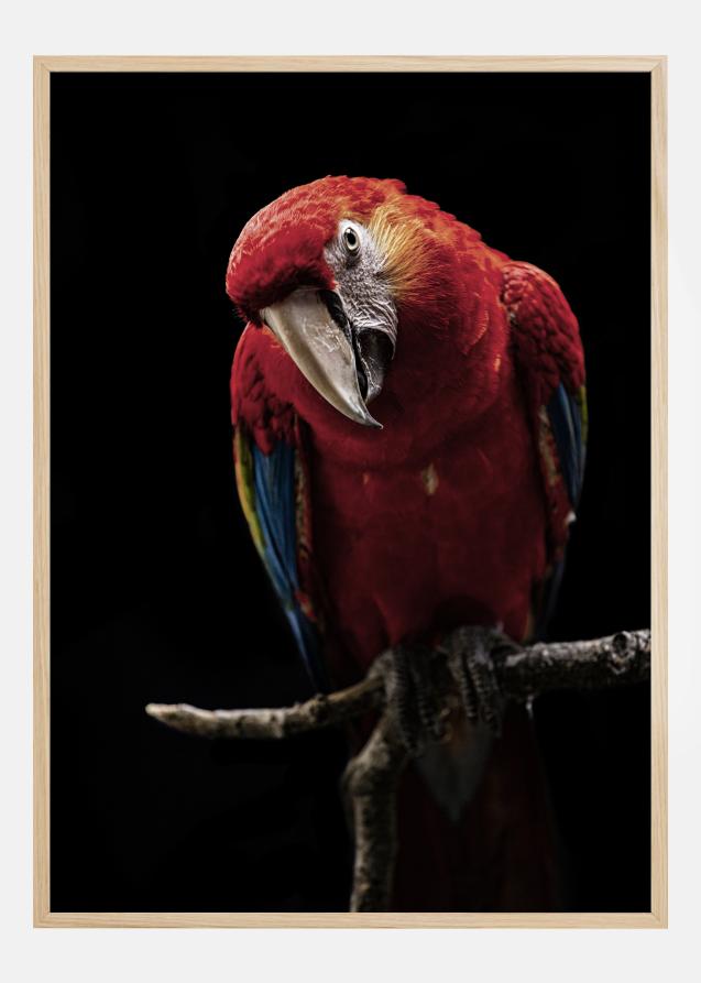 Portrait of Scarlet Macaw Poster