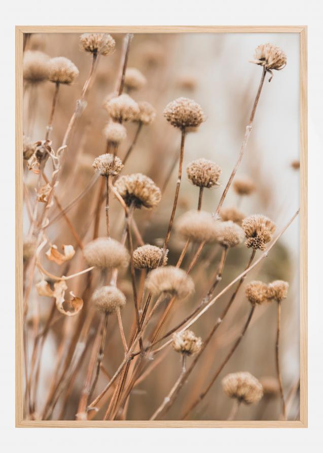 Dried up flowers Poster