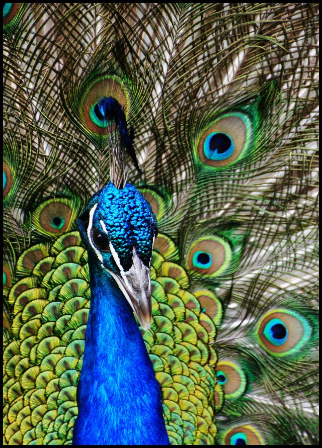 Peacock I Poster