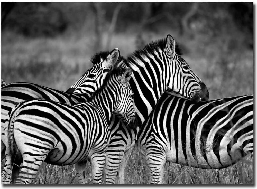 Zebra group-hugs Poster