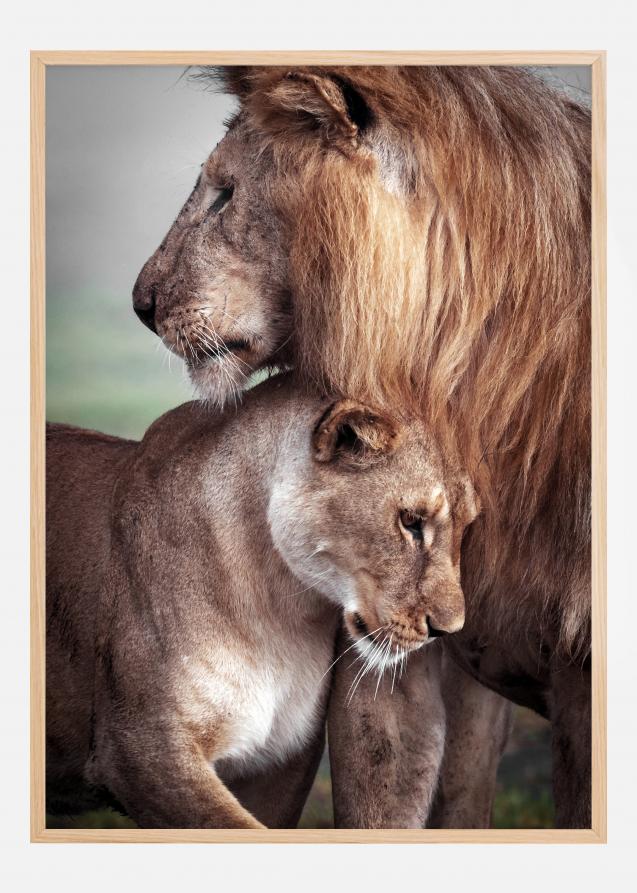 Wild Lion Love Poster