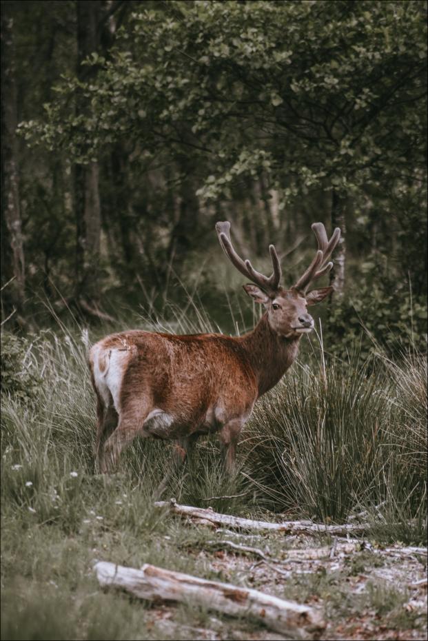 Lonely Deer Poster