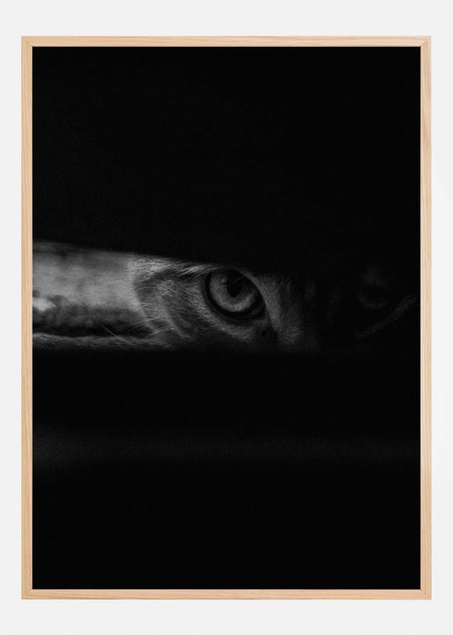 Peeking cat Poster