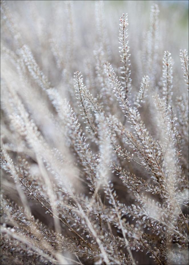 Frosty Grass Poster