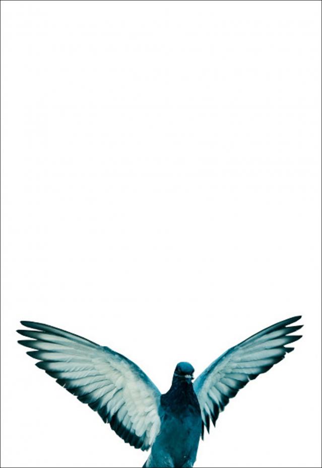 Birdie - 42x59,4 cm (A2) Poster