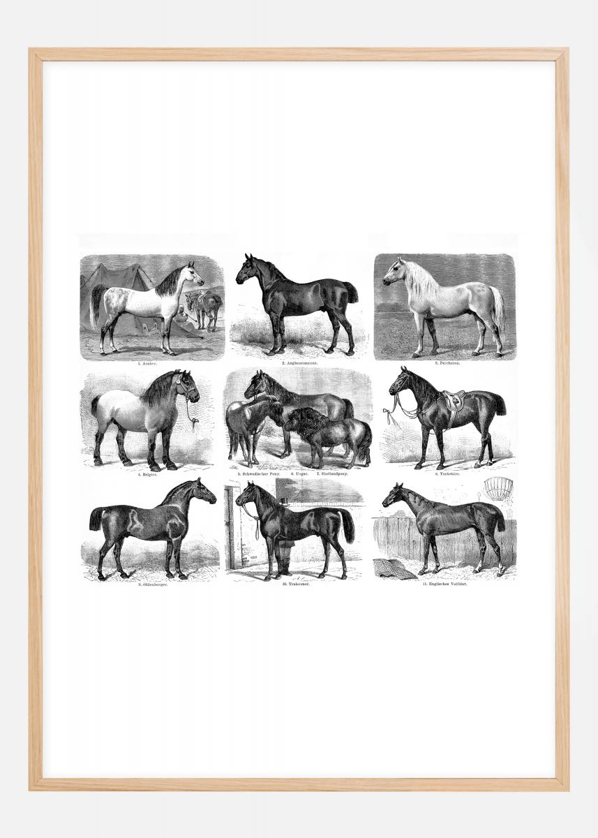 Hästraser Poster