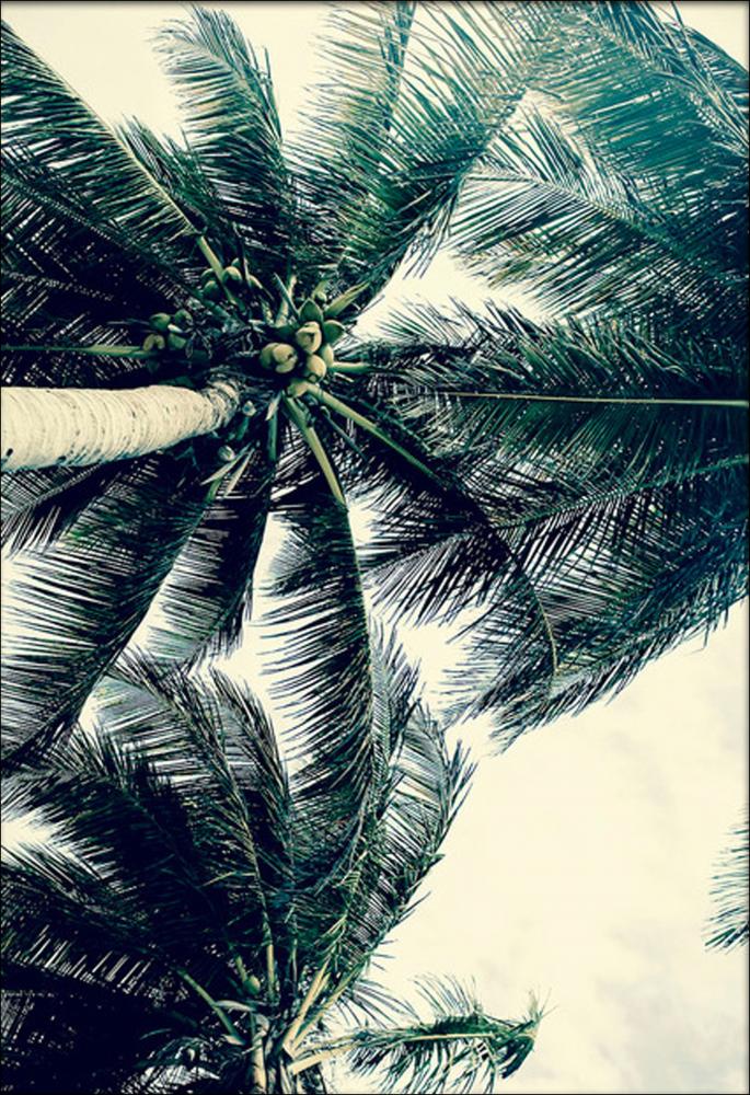 Under the Palmtree - Green - 42x59,4 cm (A2) Poster