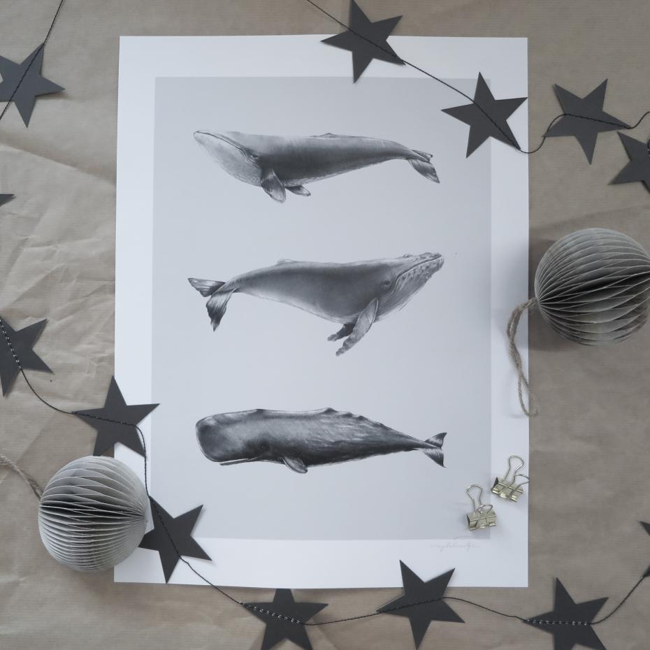 Magdaty - Whales - 30x40 cm Poster
