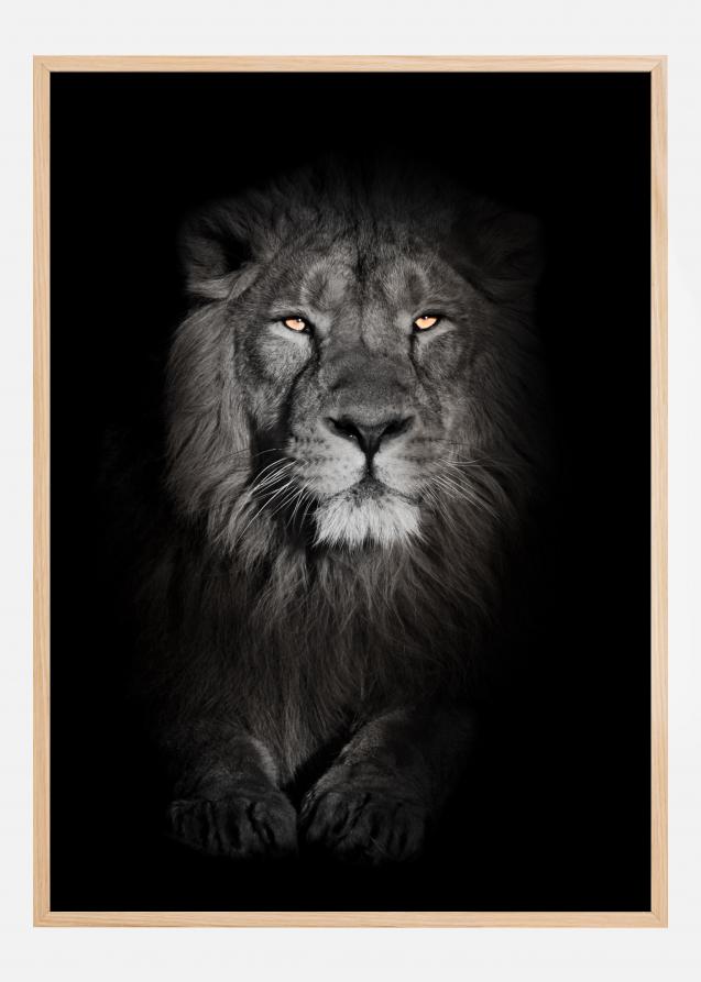 Lion in black and white Poster