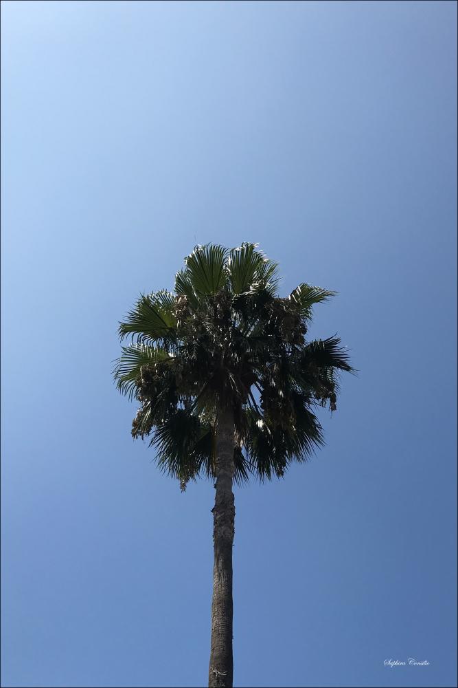 LA Palm Tree Poster