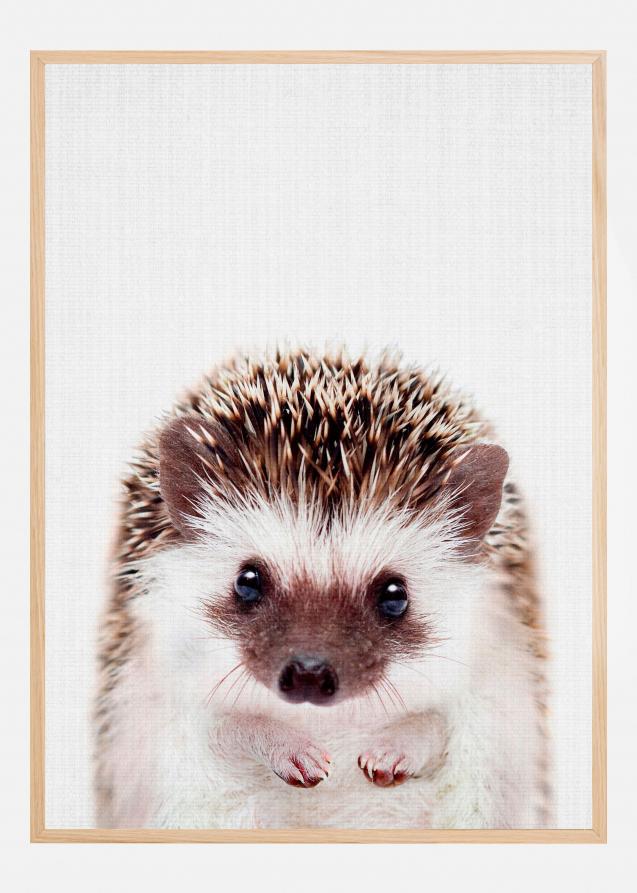 Peekaboo Hedgehog Poster