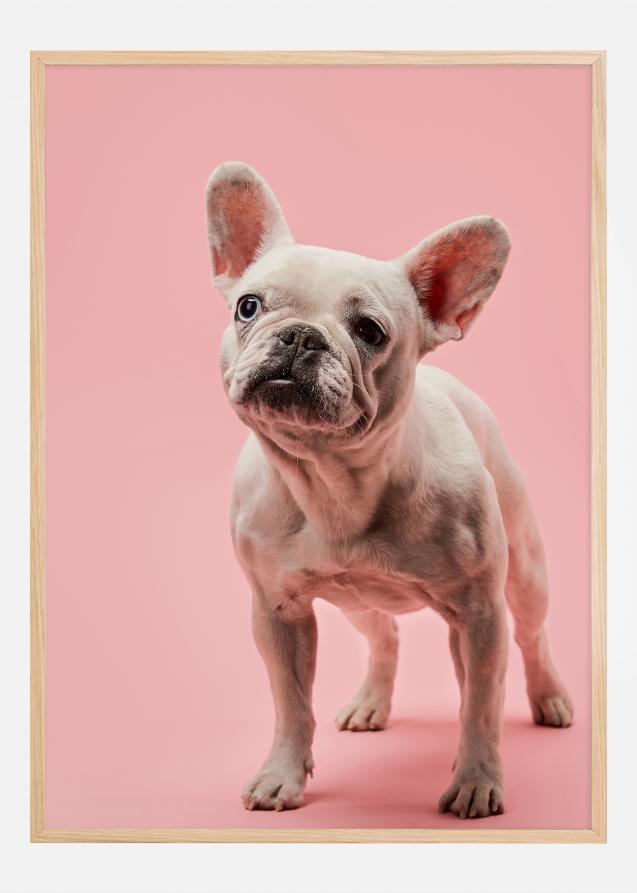French bulldog puppy Poster