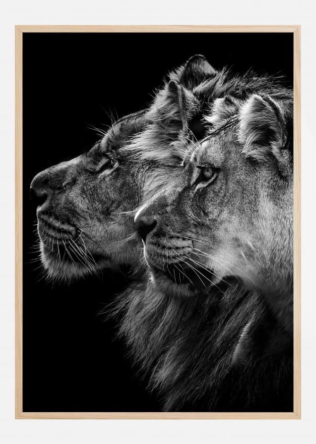 Lion and lioness portrait Poster