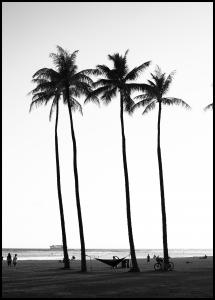 Black And White Palm Trees Poster