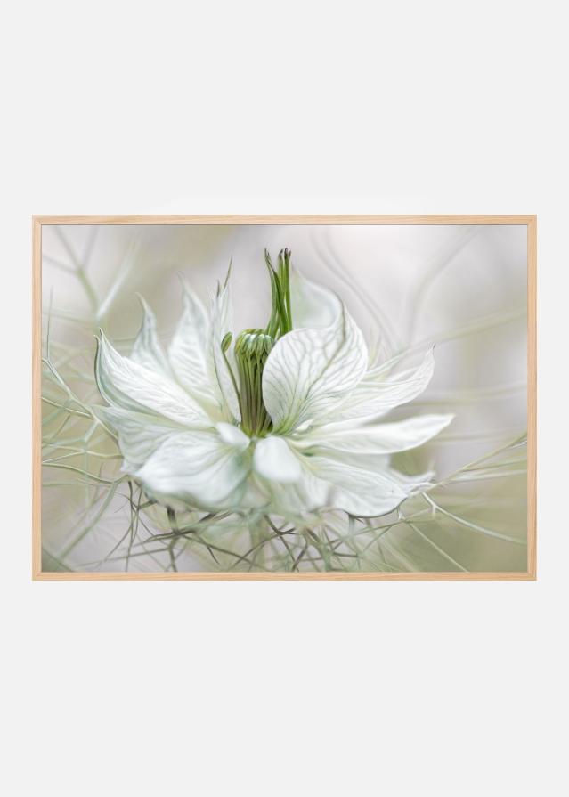 Nigella Poster