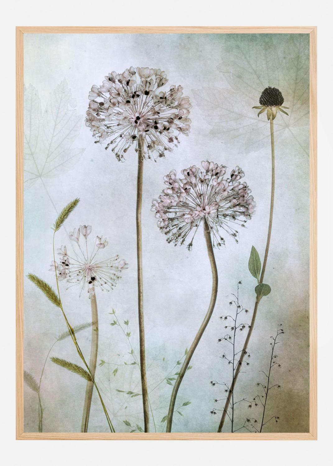 Allium Poster (100x140 cm)