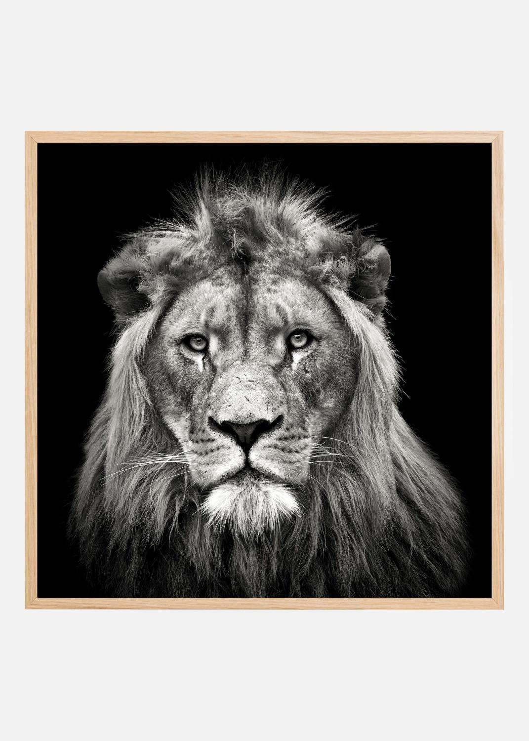 Product Image for Young Male Lion Poster (70x70 cm)