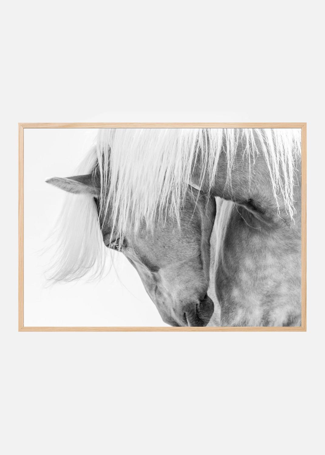 Product Image for Halflinger Portrait Poster (70x100 cm)