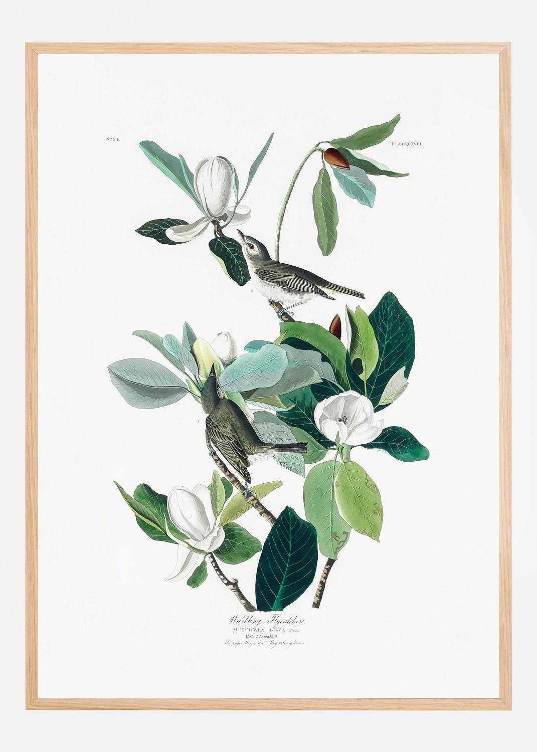 Product Image for Warbling Flycatcher From Birds of America (1827) Poster (60x90 cm)