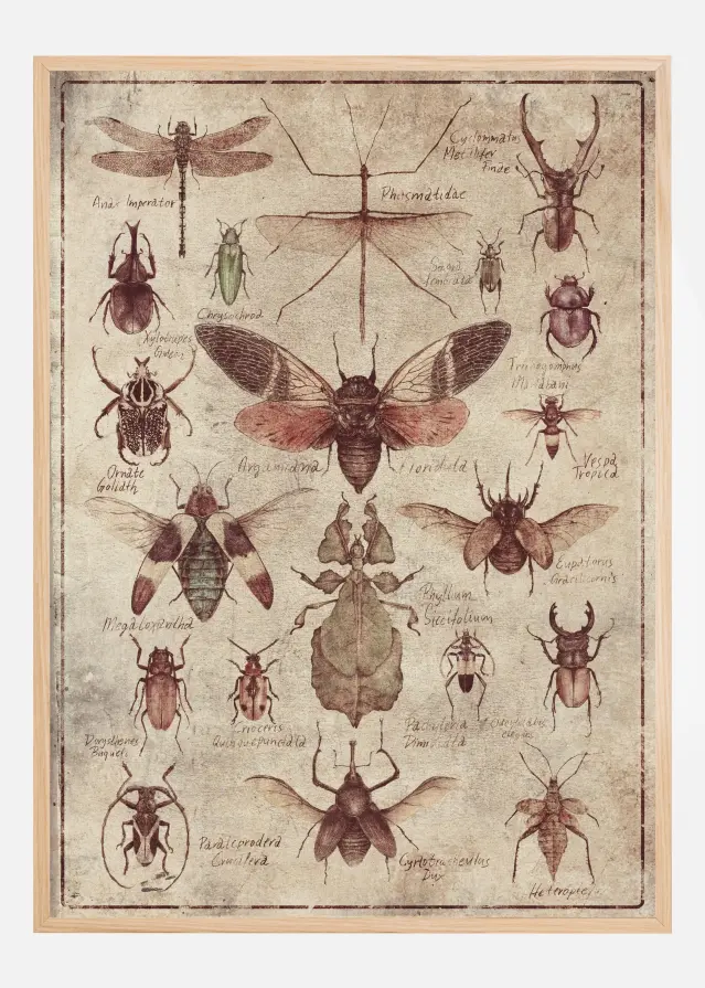Vintage-style Insects Poster