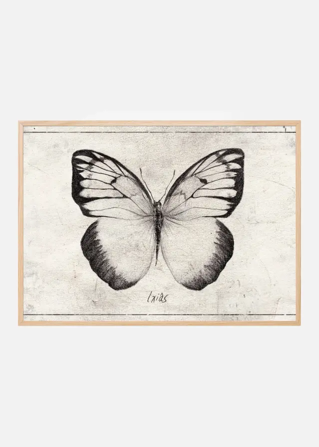 Sketch Of A Butterfly Poster