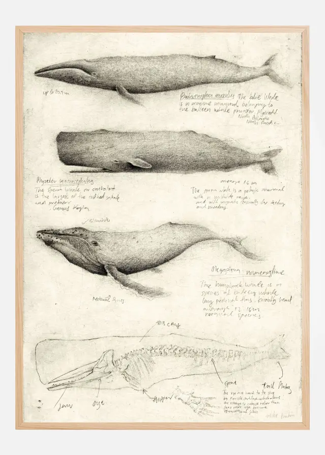 Sketches Of Various Whale Poster