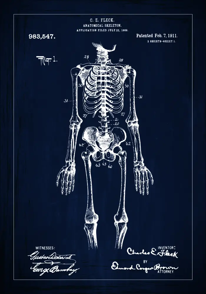 Patentritning - Anatomiskt skelett I - Blå Poster