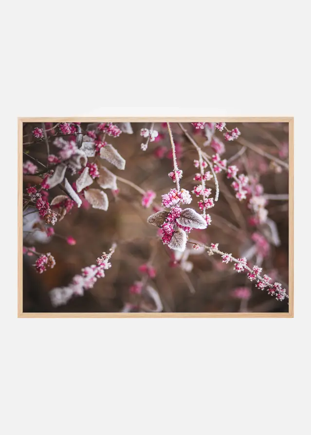 Blomma Närbild Poster
